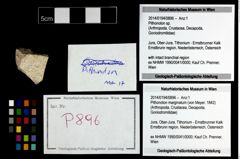 Foto (Objekt + Etikett) von Pithonoton sp.  (NHMW-GEO-2014-0194-0896)